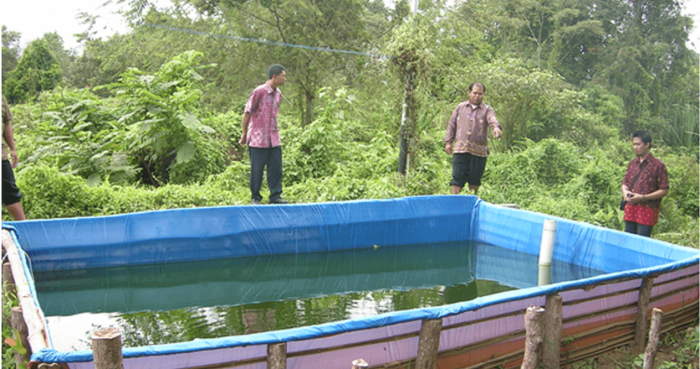 Lele ikan kolam terpal ternak rumah budidaya bisnis macam usaha penyakit tidak Pemeliharaan ikan lele kolam terpal