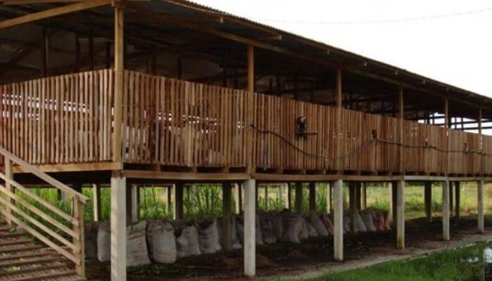 Ventilasi Kandang Ayam Kampung