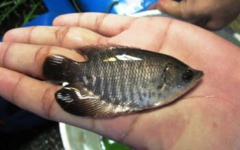Gurame ikan ternak