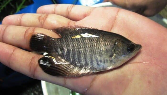 Cara Merawat Ikan Gurame