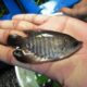 Gurame ikan ternak