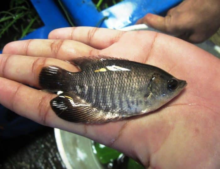 Gurame Tidak Mau Makan