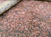 Keuntungan Ternak Ikan Nila