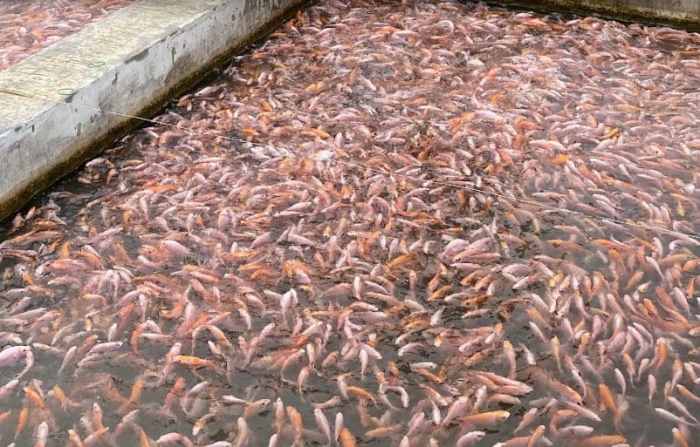 Cara Beternak dan Budidaya Ikan Nila Merah yang Menguntungkan untuk Usaha Cara Beternak dan Budidaya Ikan Nila Merah yang Menguntungkan untuk Usaha