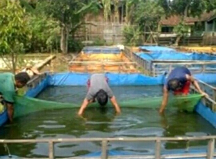 Cara budidaya nila di kolam terpal