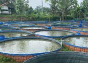 Persiapan Kolam Ikan Gurame