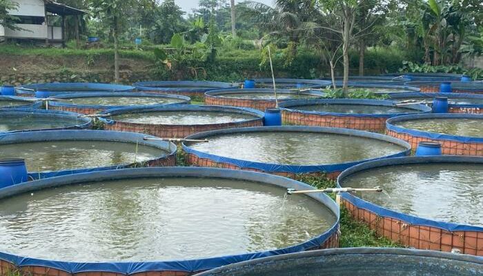 Persiapan Kolam Ikan Gurame