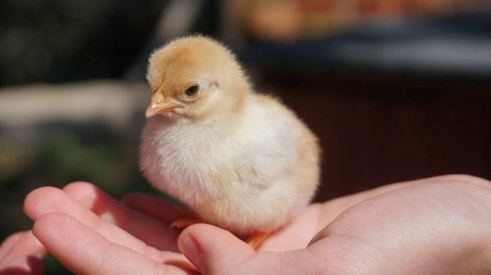 Bibit ayam memilih kampung berkualitas jantan fauna rata tersebut tidak kualitas tubuh harus diketahui bugar