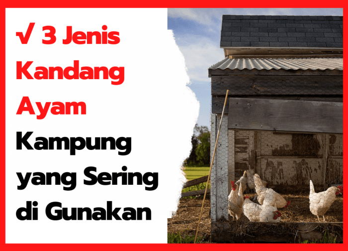 Ukuran kandang ayam kampung ideal