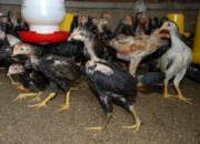 Racikan Pakan Ayam Bangkok Sendiri