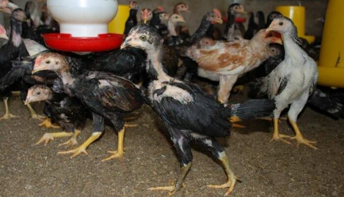 Racikan Pakan Ayam Bangkok Sendiri