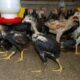 Racikan pakan ayam kampung sendiri