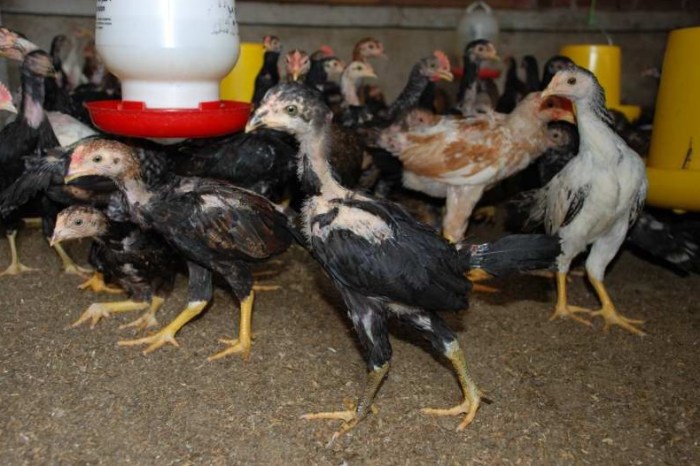 Racikan pakan ayam kampung sendiri