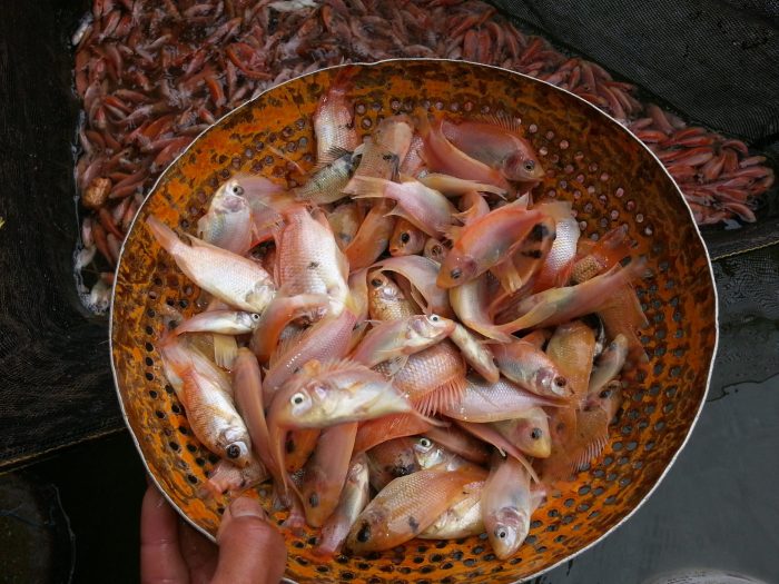 Cara pembenihan ikan nila
