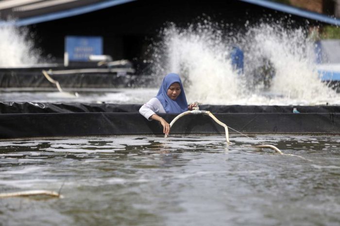 Payau ikan budidaya bandeng pencegahan hama pengendalian penyakit omset ratusan juta pemula kolam perikanan komunitas penyuluh Payau ikan budidaya bandeng pencegahan hama pengendalian penyakit omset ratusan juta pemula kolam perikanan komunitas penyuluh