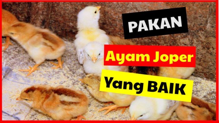 Pakan ayam petelur jenis serama bahan harga kampung asli ternak mengenal campuran baik duniabinatang terbaru daftar perawatan