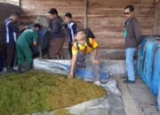 Pembuatan pakan fermentasi kambing etawa