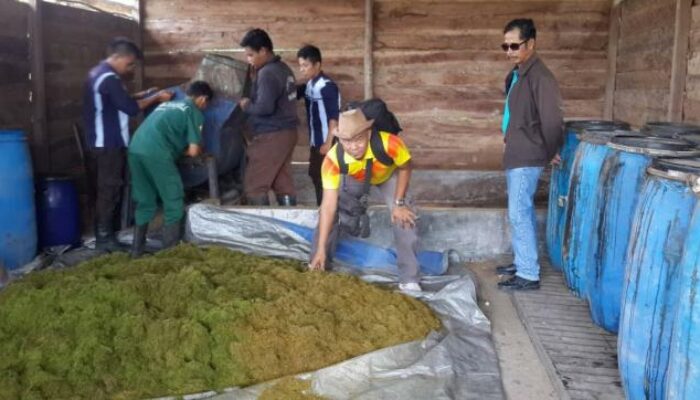 Pembuatan Pakan Fermentasi Kambing Etawa