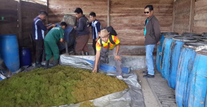 Pembuatan pakan fermentasi kambing etawa