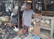 Pasar Ayam Kampung Terdekat