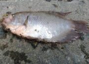 Cegah Kematian Ikan Gurame