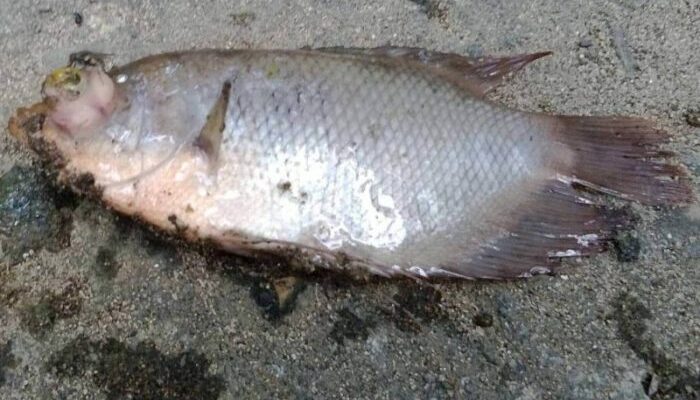 Cegah Kematian Ikan Gurame