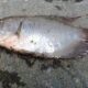 Cegah kematian ikan gurame