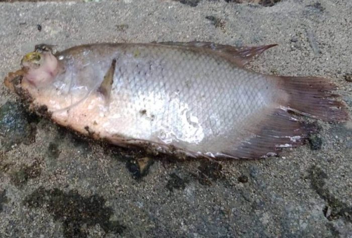 Penyakit ikan gurame mengatasi pada mencegah menjadi yang penyebab kenali Cegah kematian ikan gurame