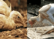 Mengatasi Ayam Kampung Stres