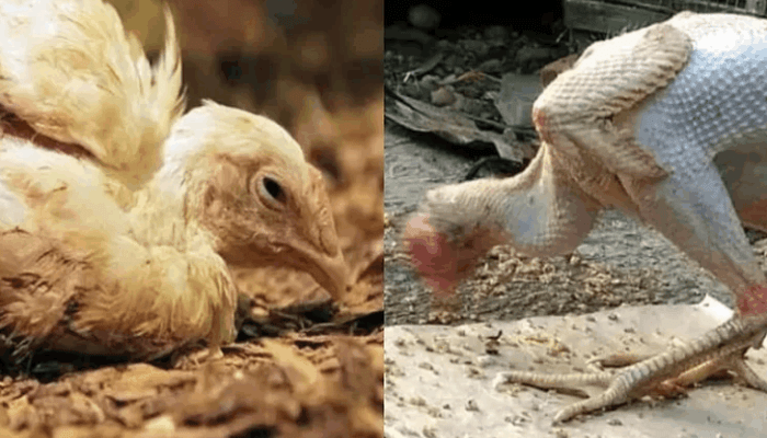 Mengatasi Ayam Kampung Stres