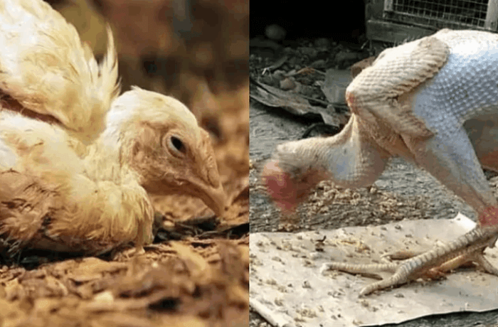 Mengatasi ayam kampung stres