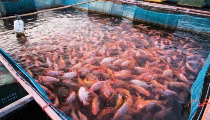 Budidaya Nila Organik