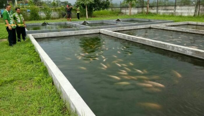 Budidaya Ikan Di Kolam Tanah