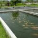 Budidaya ikan di kolam tanah