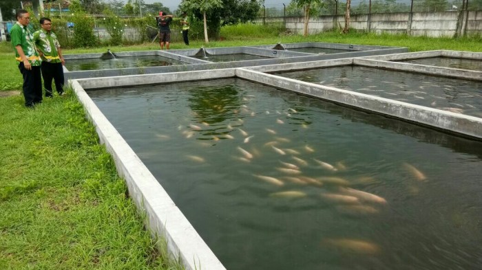 Budidaya ikan di kolam tanah