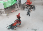 Cara Melatih Ayam Bangkok Aduan
