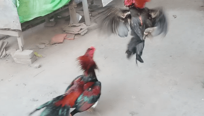 Cara Melatih Ayam Bangkok Aduan