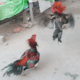 Cara melatih ayam bangkok aduan