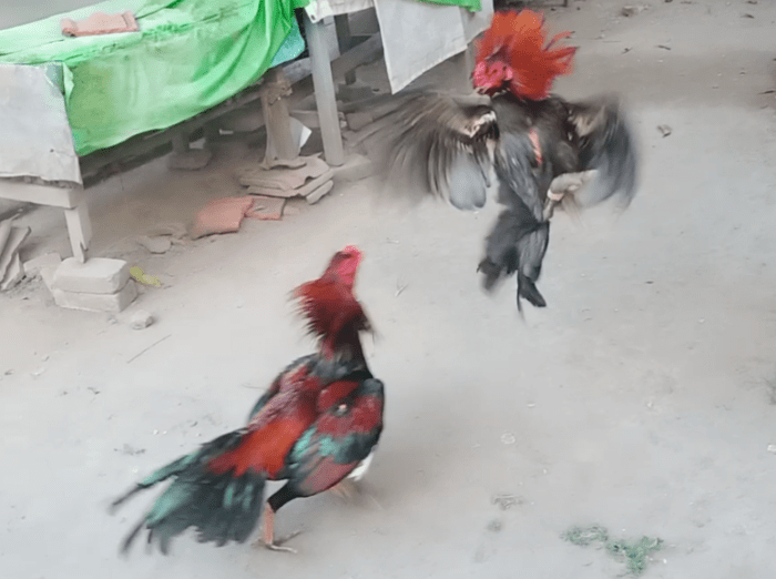 Cara melatih ayam bangkok aduan