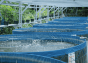 Urban Farming Ikan Nila