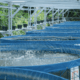Urban farming ikan nila