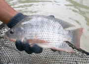 Hama Pengganggu Ikan Nila
