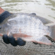 Hama pengganggu ikan nila