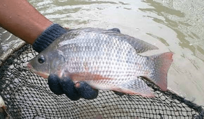 Hama pengganggu ikan nila