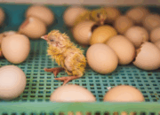 Metode Penetasan Telur Ayam Hutan