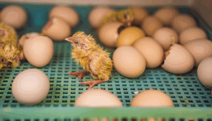 Metode Penetasan Telur Ayam Hutan