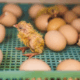 Metode penetasan telur ayam hutan