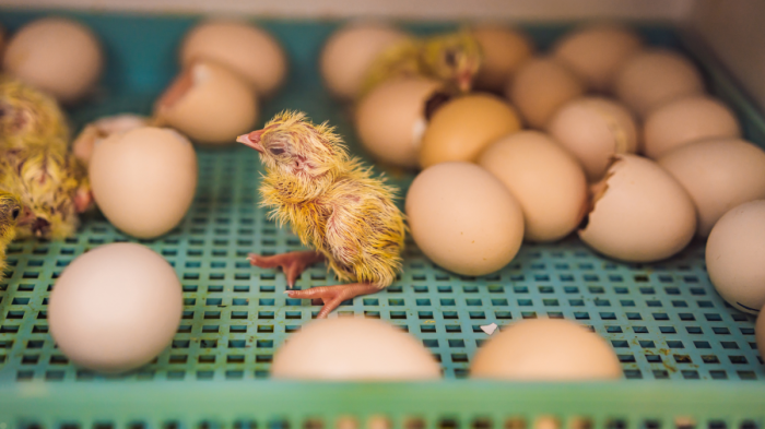Syarat-syarat Penting Dalam Penetasan Telur Ayam HOBI TERNAK Metode penetasan telur ayam hutan