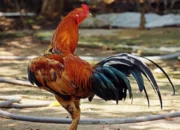 Panduan Beternak Ayam Bangkok Pemula