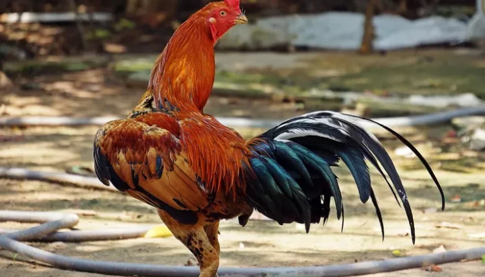 Panduan Beternak Ayam Bangkok Pemula